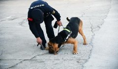 三角洲寻血猎犬有什么特征（三角洲寻血猎犬具体有哪些特征？）