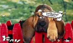 三角洲手游寻血猎犬的强度怎么样（三角洲手游寻血猎犬值得培养吗？）