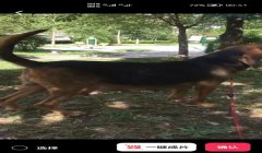 三角洲遇到寻血猎犬怎么举报（遇到寻血猎犬应该向哪个部门举报？）