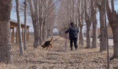 三角洲哪里能买到寻血猎犬（三角洲寻血猎犬哪里卖得正宗？）